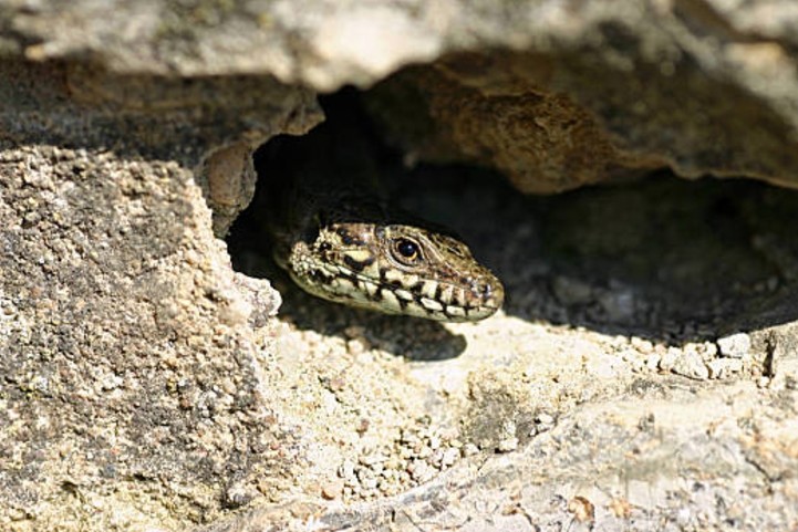 3D Simulated Stone Reptile Rock Hide Frogs And Spider Reptile Rock Hide Cave