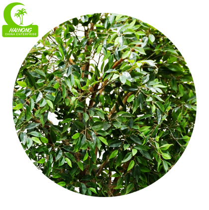 ficus tree