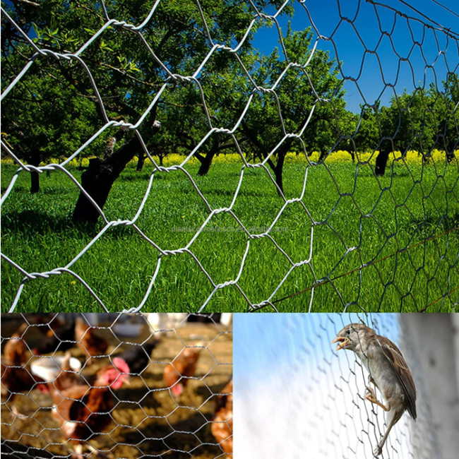 Anti Oxidation 150 Ft Poultry Chicken Mesh Fence Electro Galvanized BWG 25 0.5×25m