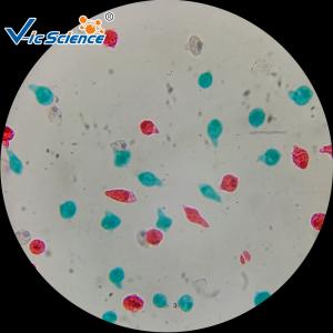 Laboratory Teaching Protozoa Algae 20pcs Microscope Glass Slides