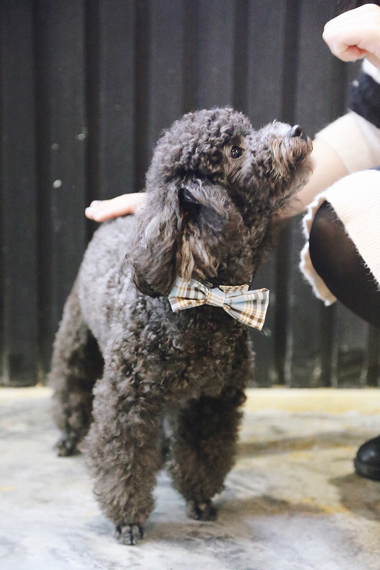 86CM 3 Inch Soft Handmade Cotton dog collar necklace Cats Puppy Bow Tie Collar