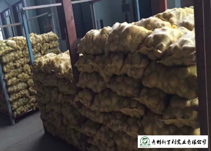 Nutritious Fresh Potato Stored In A Dry And Cool Place Prevent Germination