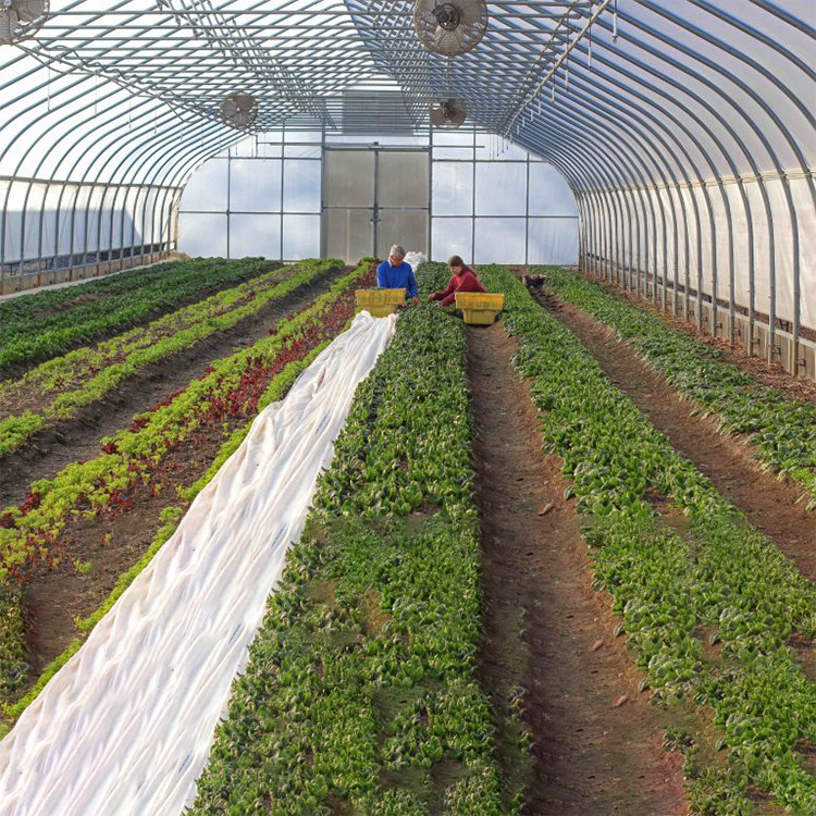 Horticultural Flower Growing Single-Span Film Tunnel Greenhouse Polyethylene Film Greenhouse
