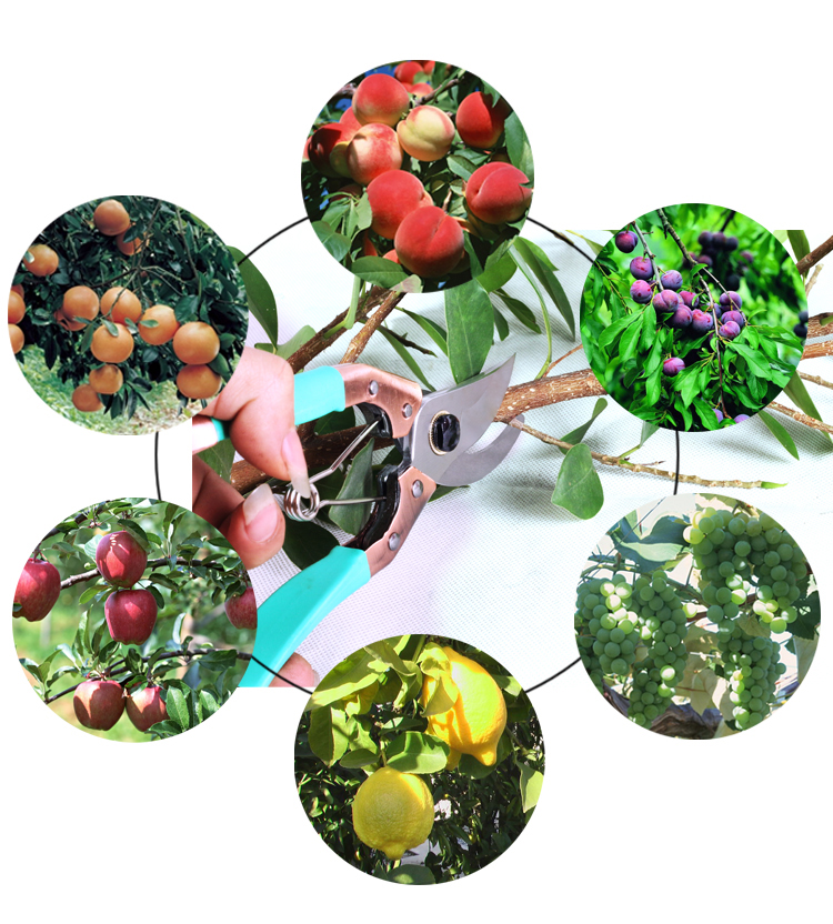 High Hardness Fruit Picking Grape Garden Pruning Scissors Flower Shears 350G