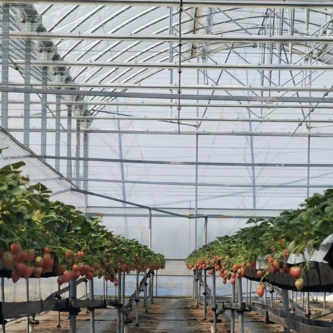 Advanced Irrigation Multi-Span Greenhouse