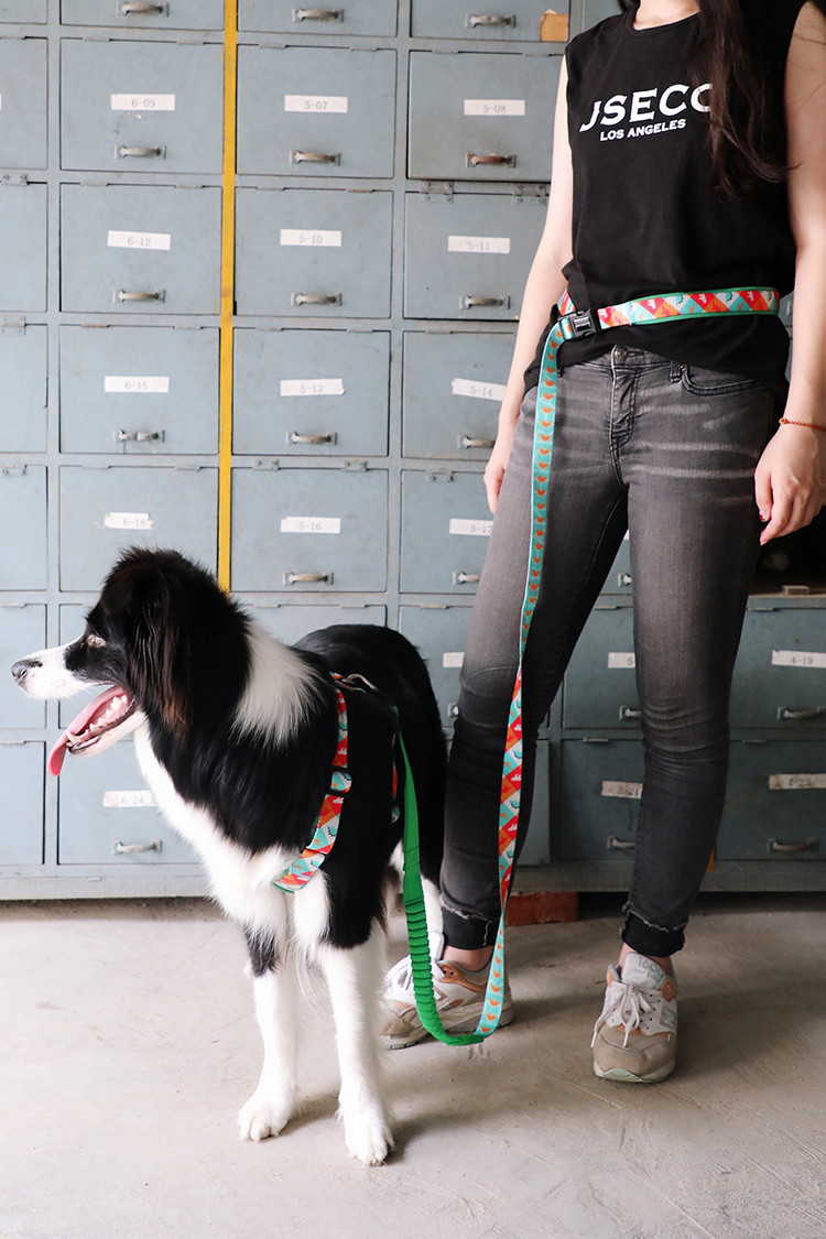 50 Ft 10 Foot Sublimation Dog Lead Pet Leash Harness Leash Combo