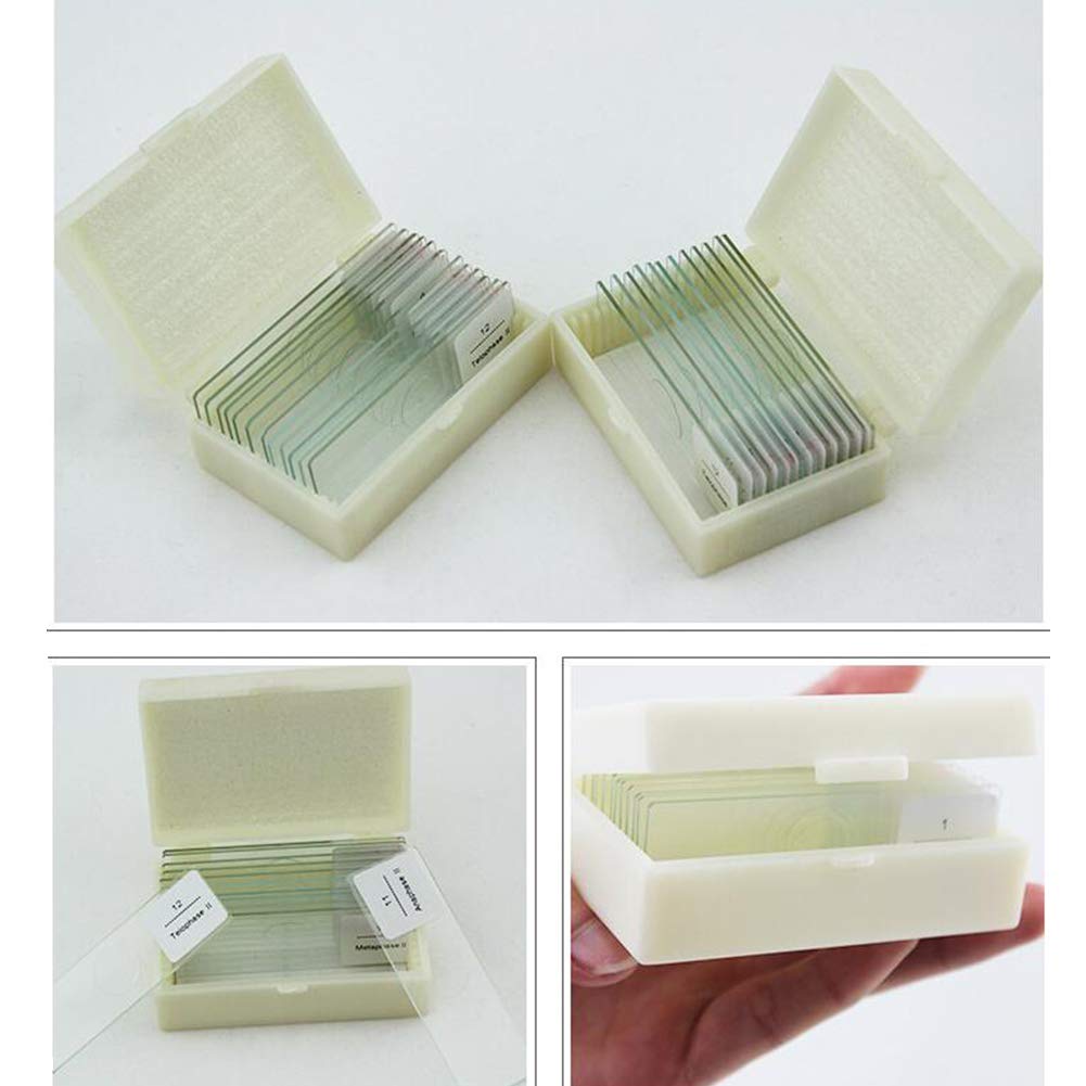 Medical Lab 12pcs Prepared Botany Slides On Plant Research