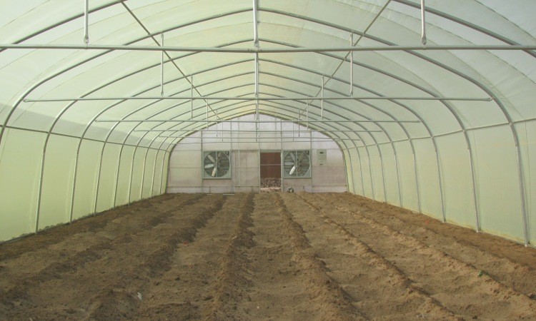 Durable Single Span Tunnel Greenhouse For Hydroponic Vegetable And Fruit Planting