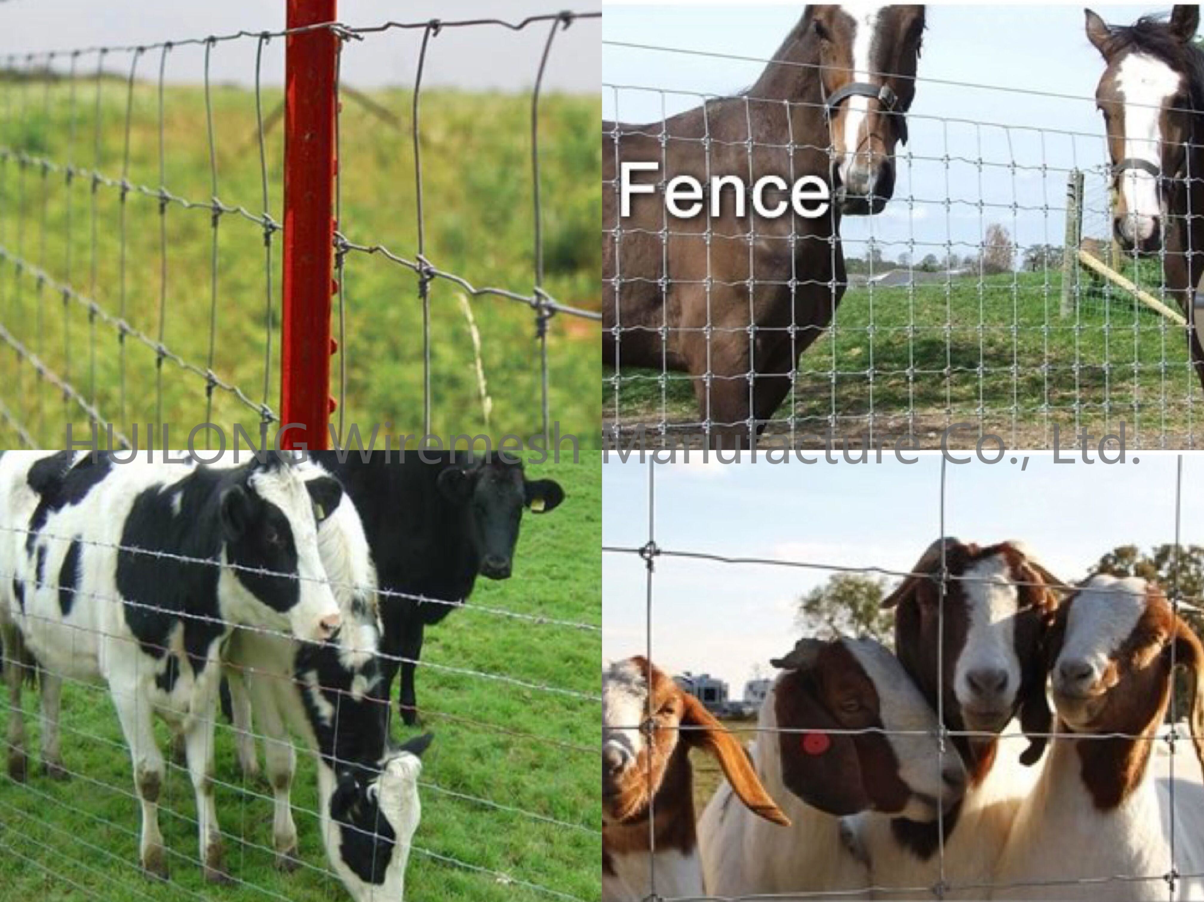 5" Spacing, Heavy Galvanized Barbed Wire for Farm Fencing Applicated with Hinge Joint Fence