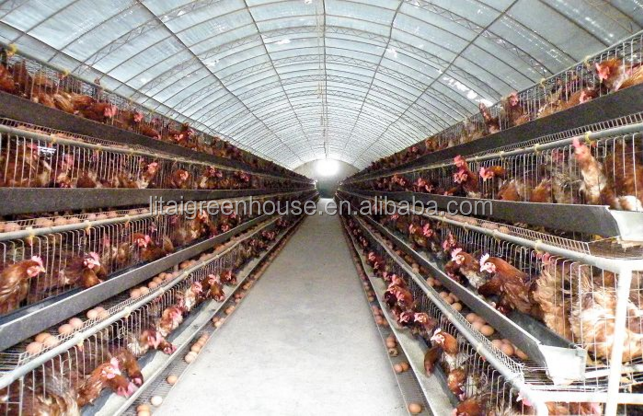 Greenhouse Design for Small Fish Farming and Poultry Cultivation Length Customizable