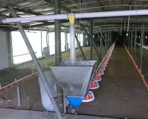 Poultry Farm Fully Automatic Broiler Feeding System