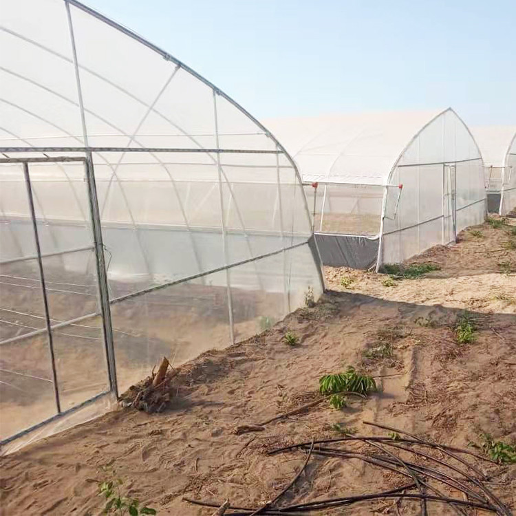 PE Film Growing Cabbage Agriculture Single-Span 10m Width Tunnel Plastic Greenhouse