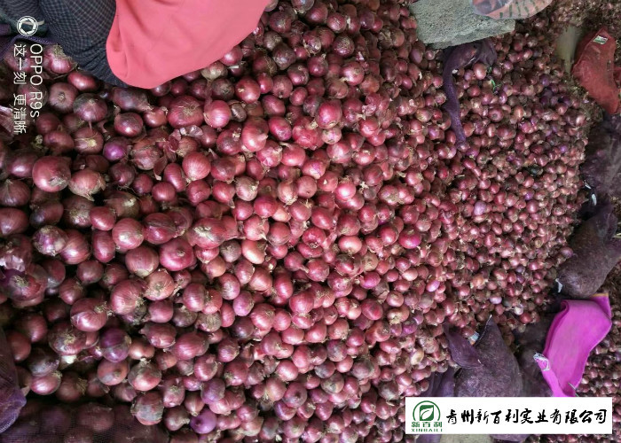 Multipurpose Fresh Onions 5 - 7 Cm Size Liliaceous Vegetables Type