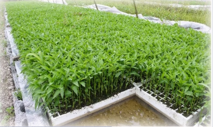 Vegetables Soilless Cultivation Floating Seedling EPS EPP Foam Tray 50/120/160/200 Holes