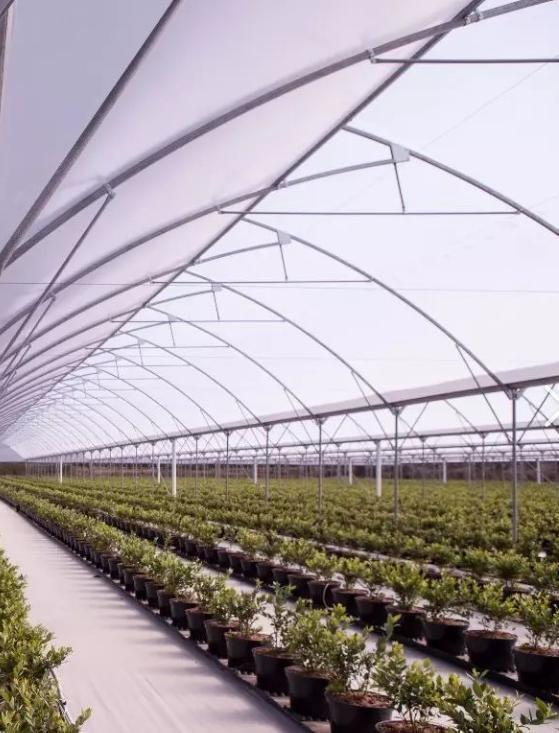 Anti-Drip Fogging Illuminating Greenhouse for Seedling Cultivation
