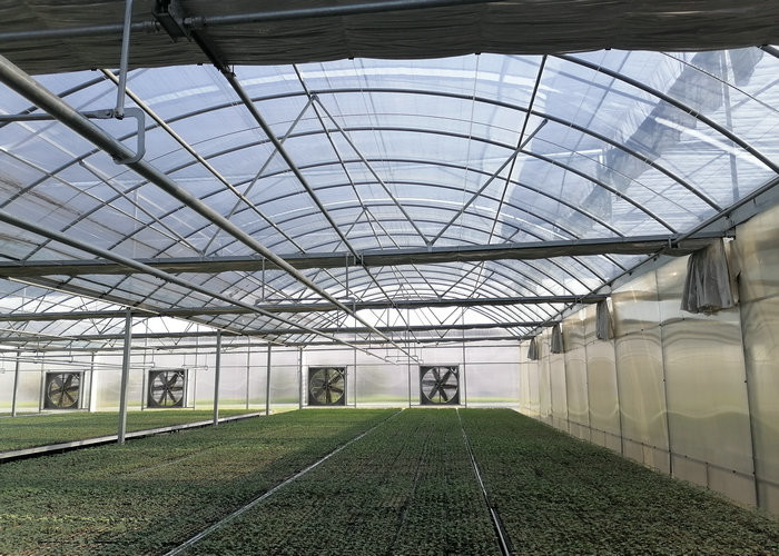 Large Size Clear Plastic Film Greenhouse Multi Span 3-6m Gutter Height Galvanized Steel Greenhouse