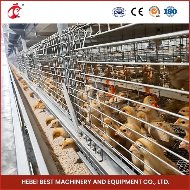 Automatic 3tiers Baby Layer Chicken Brooding Cage Pullet Chicken Cages 144 birds Rose