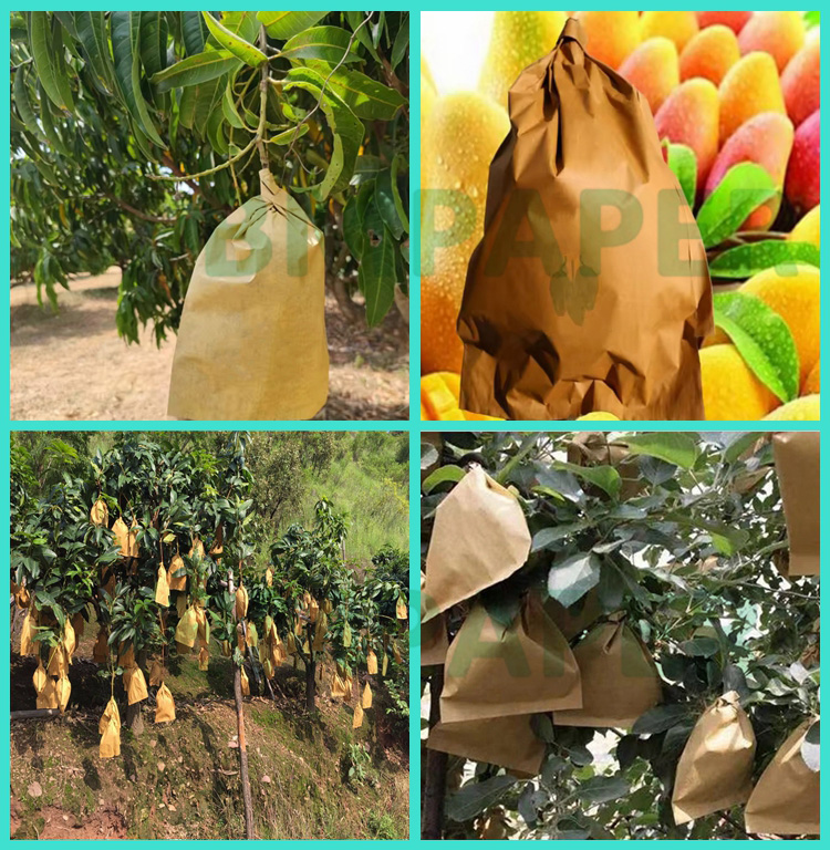 56gsm Waterproof Wax Coated Paper For Mango Growing Protection Bag 300 x 370mm