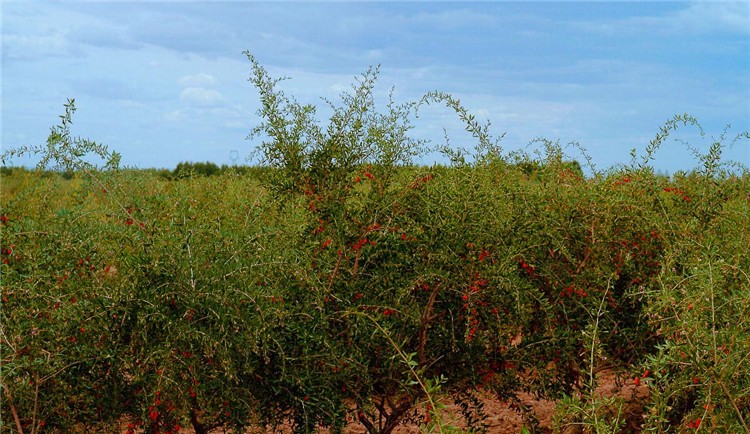 Hot Selling New Fresh Organic Dried Fruit Chinese Goji Berries