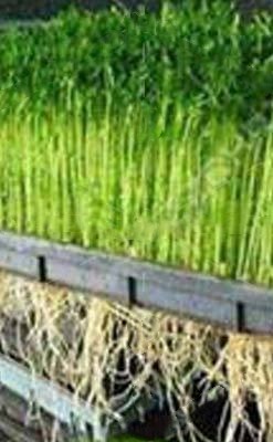 Livestock Hydroponic Fodder Machine Barley Growing Automated Fodder System