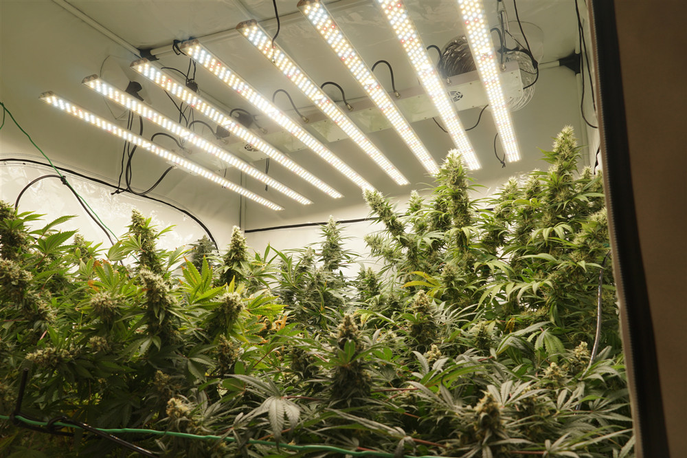 Durable 650W Dimmable Led Grow Lights , Led Veg Grow Lights 50000h Lifespan