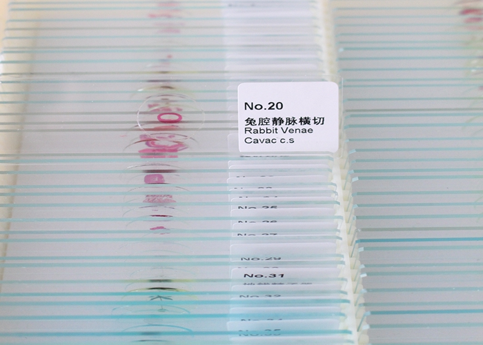 15 Pieces Mixed Botany Microscope Prepared Slides Set For Biology Education