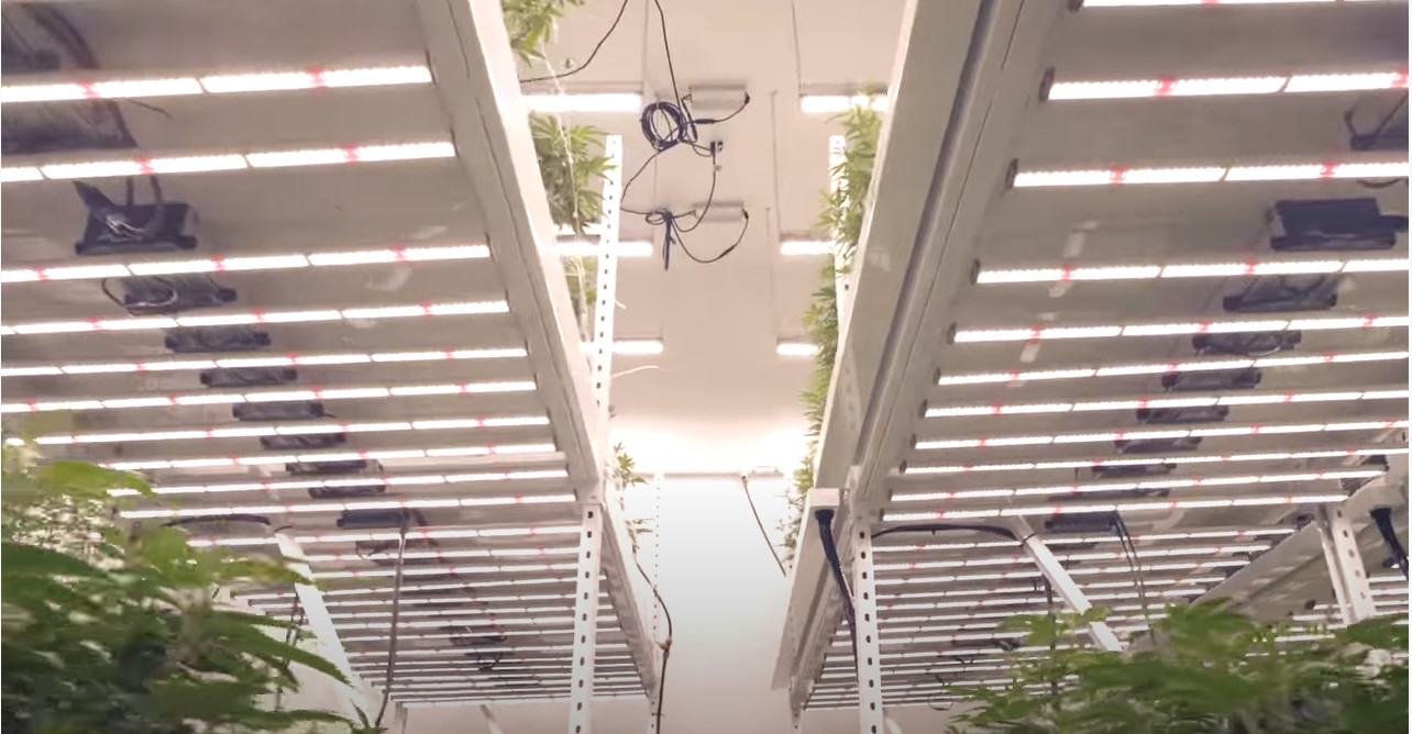 3.1umol/J 3500k Plant Grow Lights For Marijuana