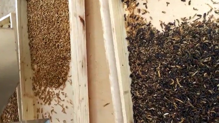 220V 50HZ Multifunction Color Sorter , Yellow Mealworm Sorting Machine