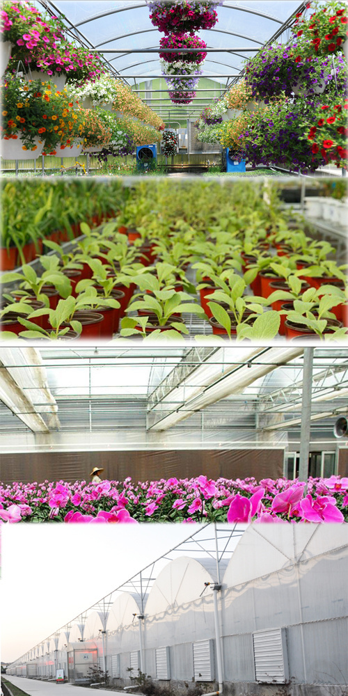 China Dual-Layer Film Greenhouse for Pepper Cultivation