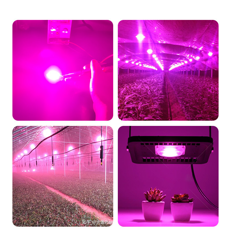 Round Horticulture COB 240V Driverless COB LED For Indoor Seedling