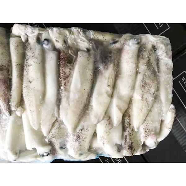 No Additives Frozen Illex Squid 13cm Size Polyethylene Bag Packaging