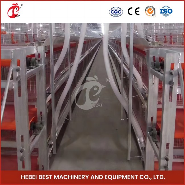 1.6m Wide 4 Tier Layer Cage For Poultry Farmers Rose