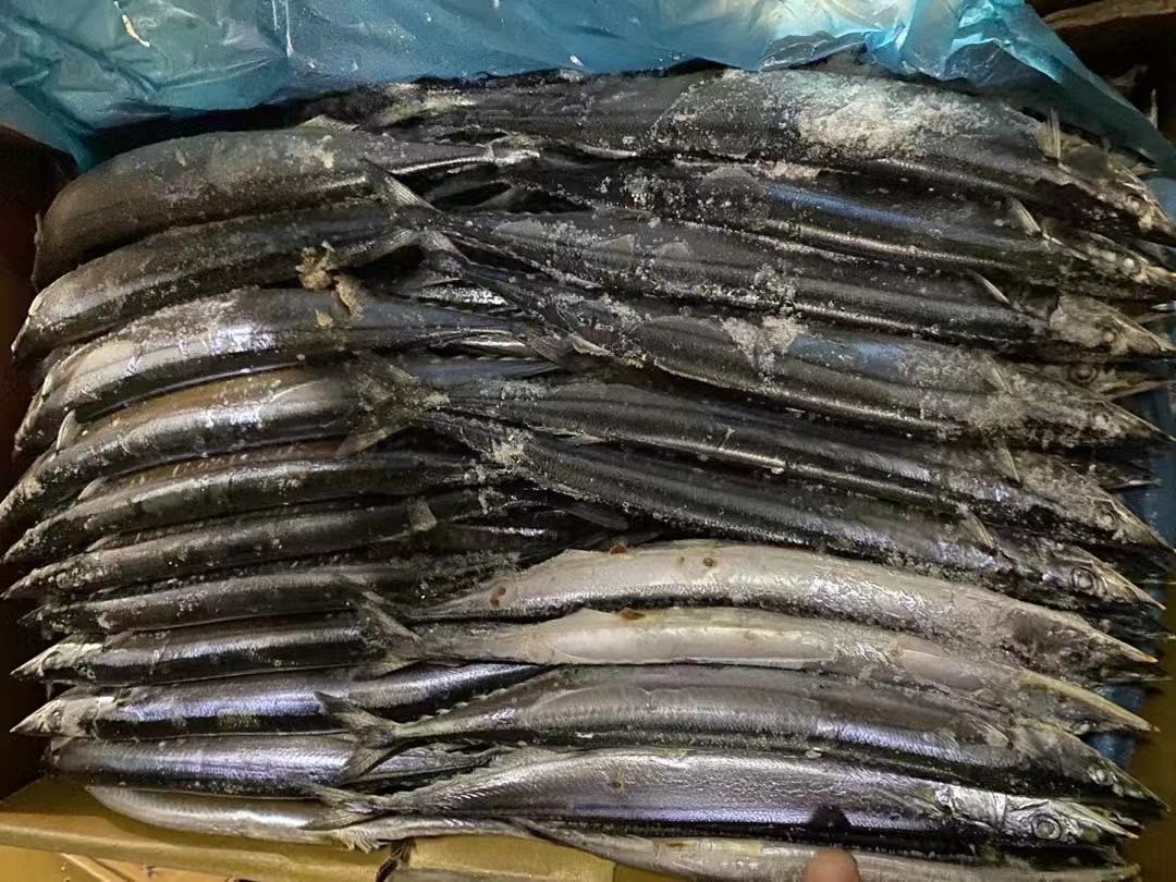 2# BQF Frozen Pacific Saury Fish With High Protein