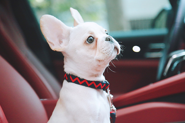 0.79 Inch Wide Thick Nylon Dog Collars Navy Blue Red Ripple Nylon Puppy Harness