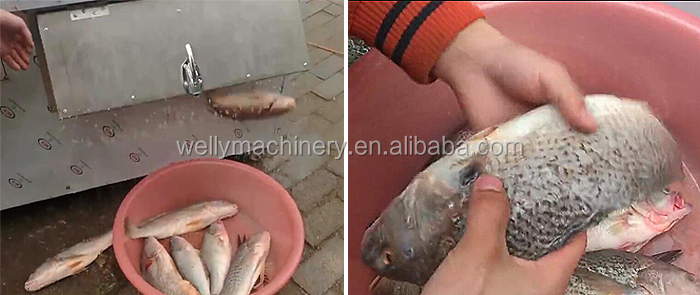 Automatic Fish Scales Removing Machine With Reasonable Price
