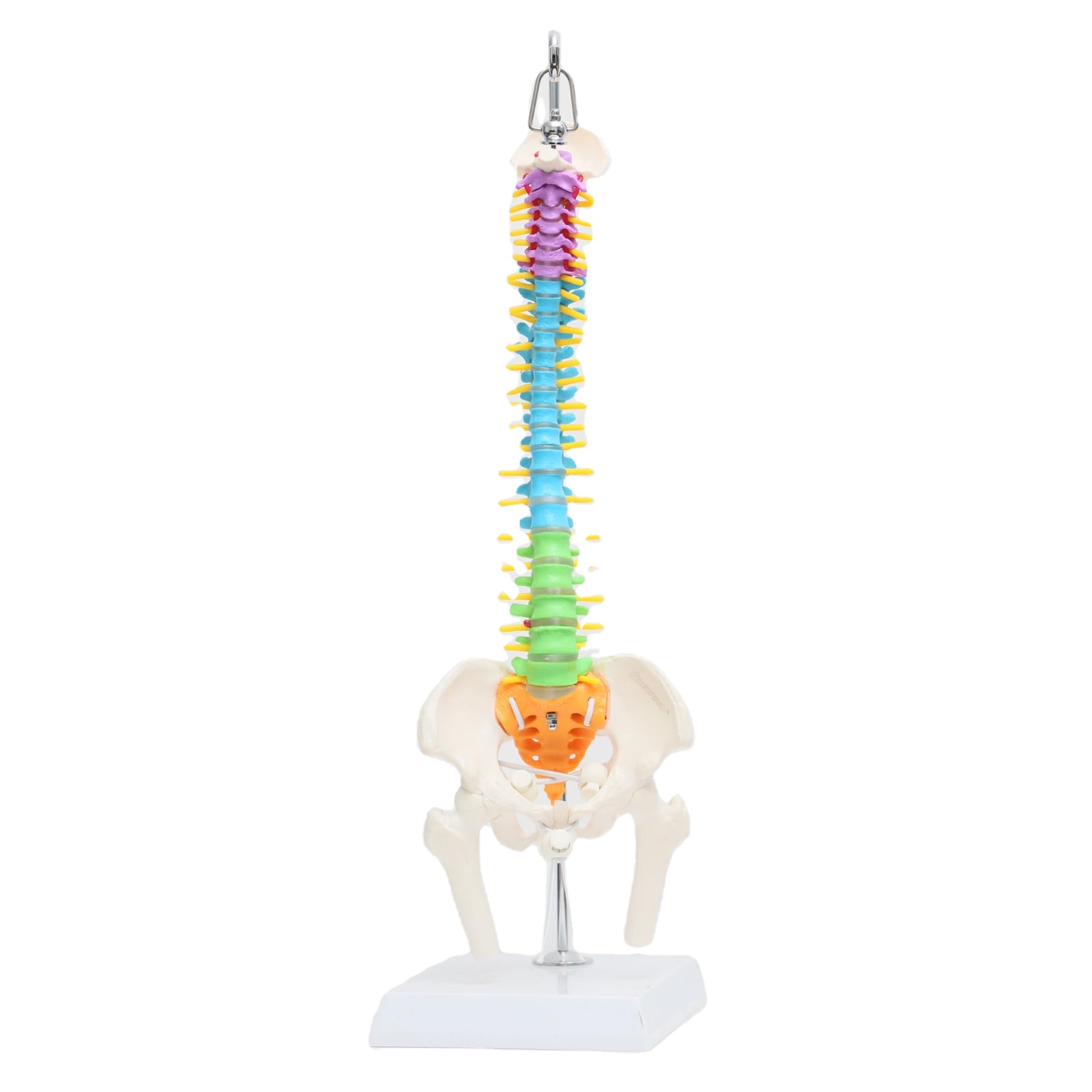 Colored Spine Anatomical Skeleton Model Pelvis Femur Heads