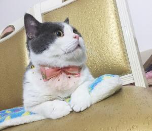 Luxury Lace Bow Tie Cat Collar , Unique Pet Collars Decoration Size 10cm