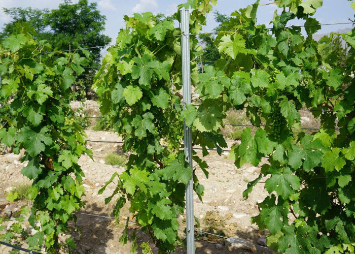 Professional Vineyard Line Posts Steel Grape Stakes With ISO Certificated