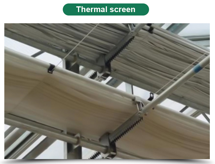 American Tomato Agriculture Polycarbonate Greenhouse Equipped with Hydroponic Systems