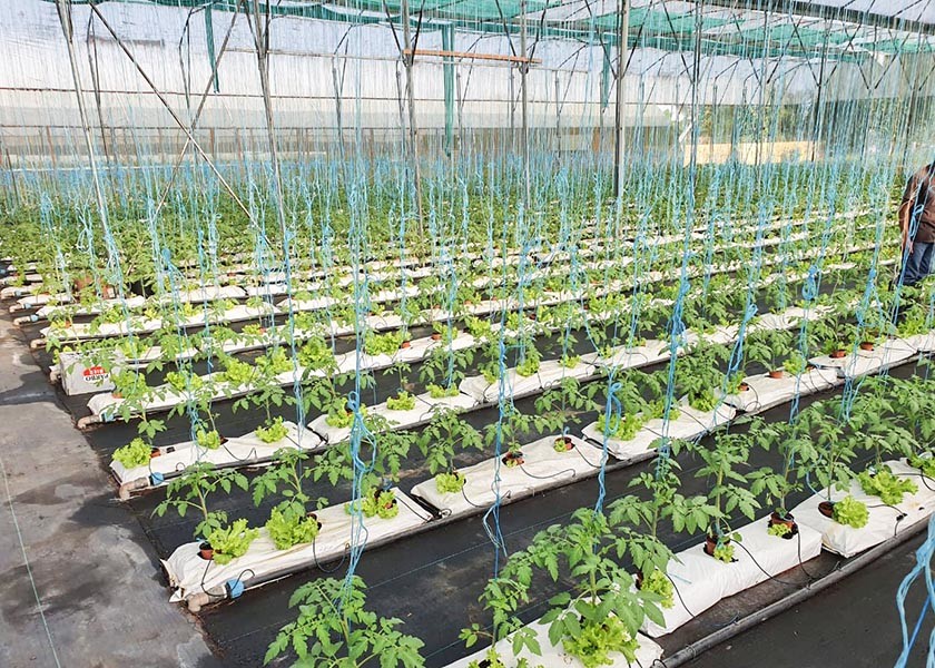 Tomato And Strawberry Greenhouse Turnkey Project