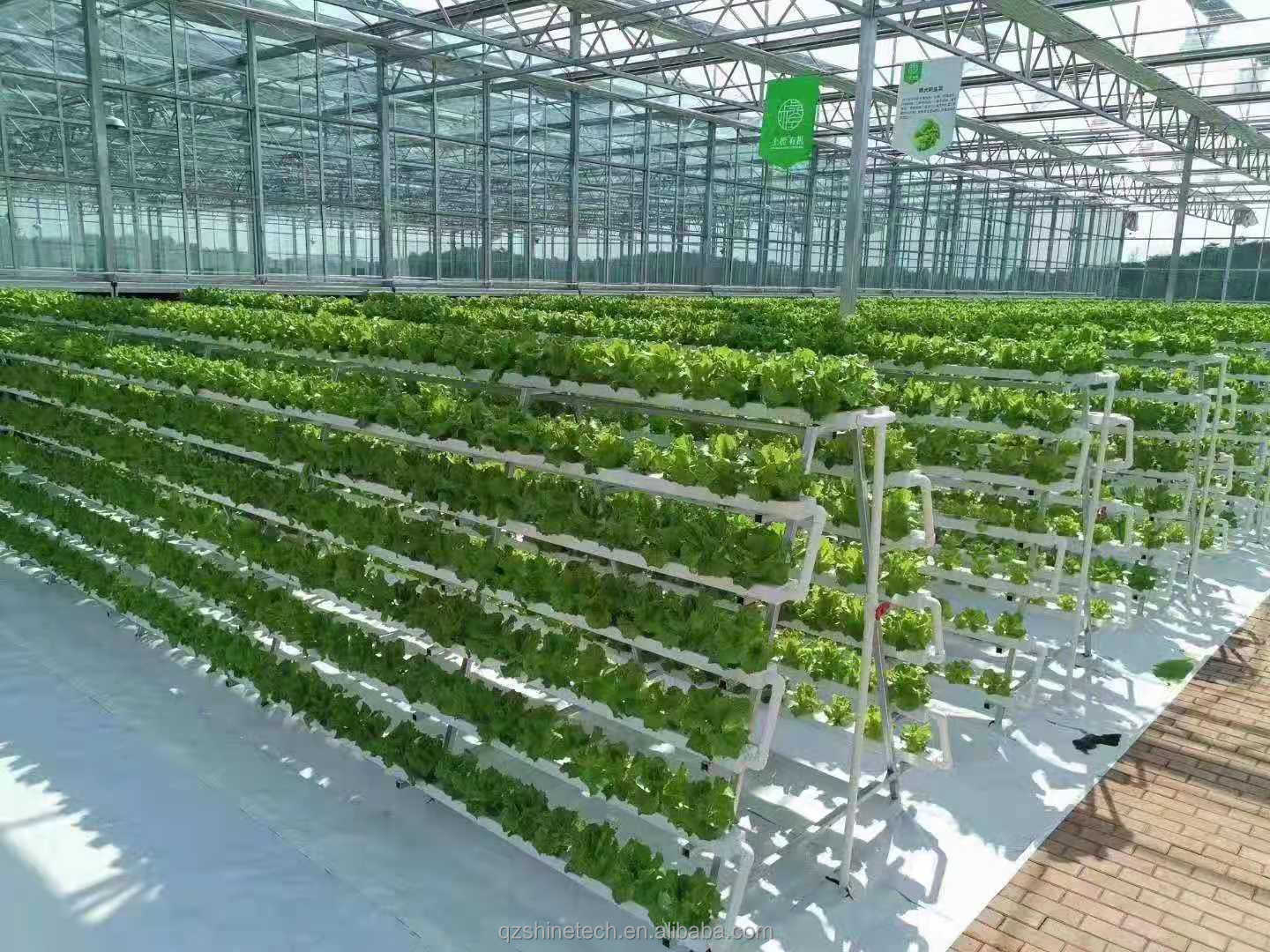 Video Outgoing Inspection Hydroponic Greenhouse For Leafy Green Vegetable Production