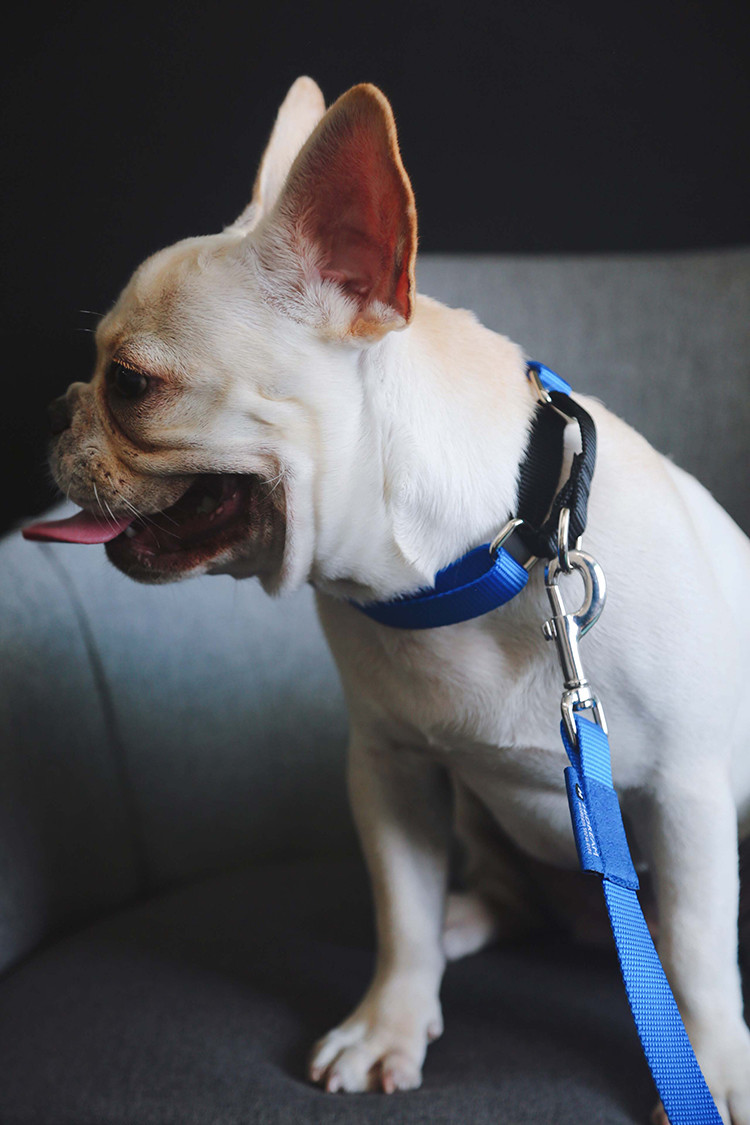 Nylon Heavy Duty Dog Pet Harness Collar Adjustable Padded Reflective Reversible Dog Collar