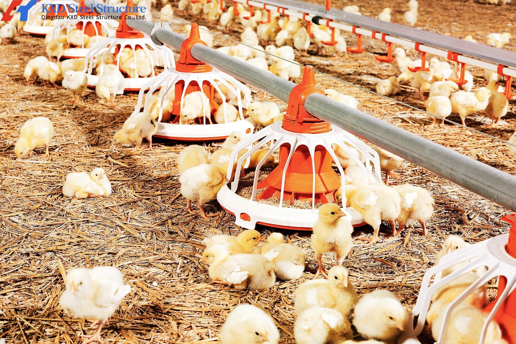 KXD Broiler Poultry Equipment Automatic Poultry Farm Plastic Slatted Flooring