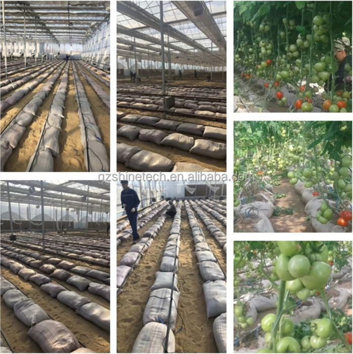 Intelligent Greenhouse For Tomato Cultivation Multi Span Film Green House By Shine Tech