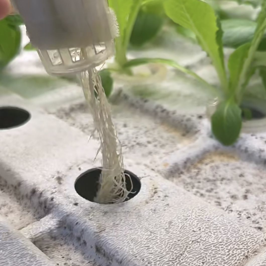 Container Greenhouse for Growing Leafy Greens