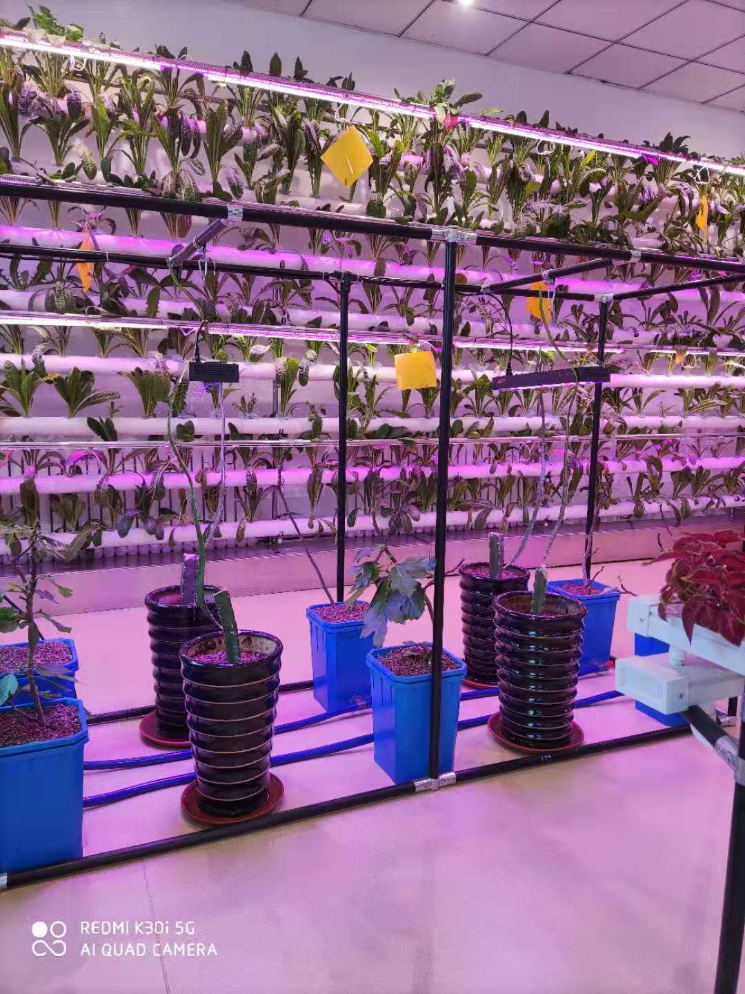 Sustainable Beige Dutch Bucket Hydroponics System Agricultural
