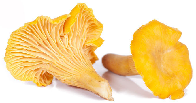 30% Polysaccharides Chantarelle Mushroom Extract Powder