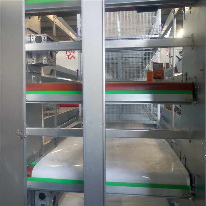 H Type Automatic Manure Removal System High Performance For Chicken Farm