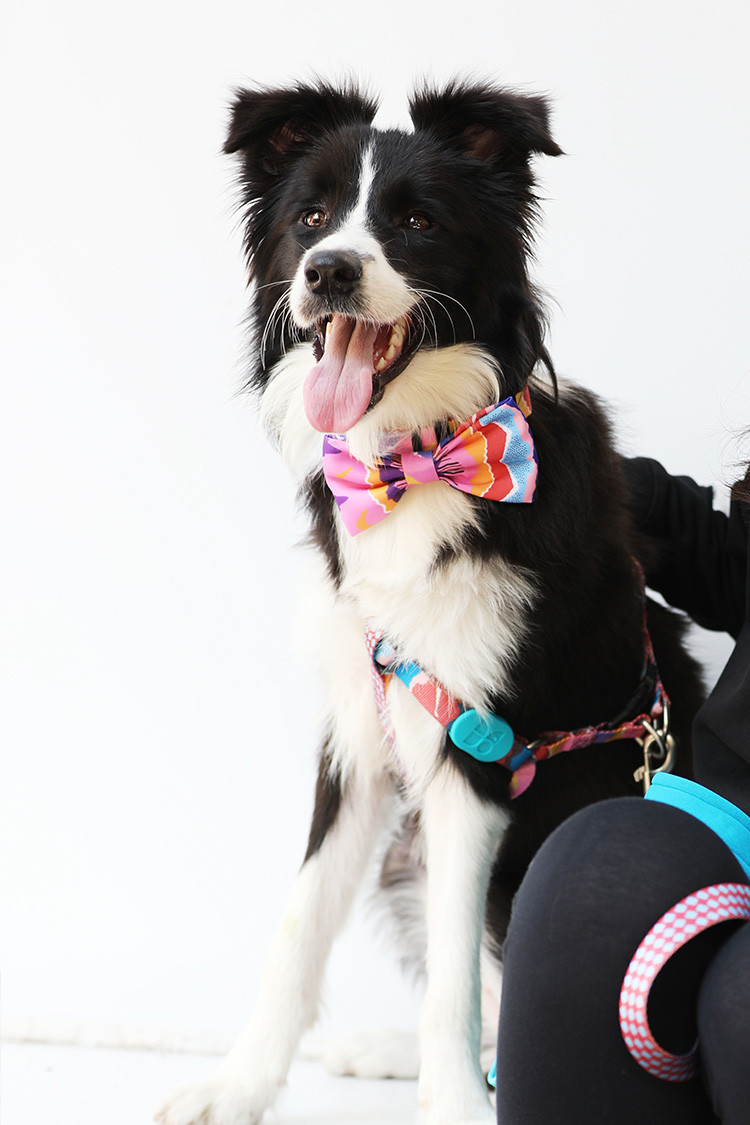 6cm Purple Kitten Cat Puppy Bow Tie Collar And Lead Set Small Medium