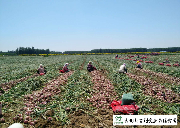 Natural Fresh Onions , Fresh White Onion Suitable Dry Storage Environment